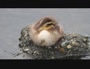 おまんじゅう