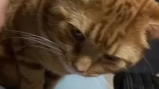 寄り添う猫　long