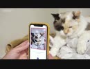 猫の気持ちわかるアプリ　カナダのベンチャー開発