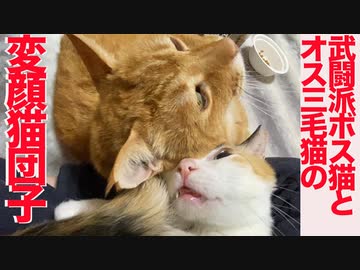 住宅街の元ビッグダディ猫、なりふり構わぬ子猫返り