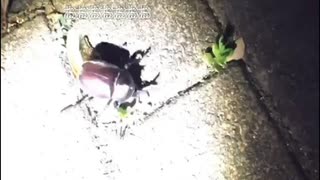 心霊スポットでカブトムシに強襲されビビる一般男性