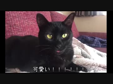 はじめまして。猫です。