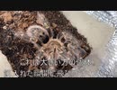[祝発売]タランチュラ飼育日記その２５７[メイドインアビスやったぜ]