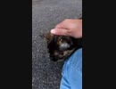 猫好きの87％が二度見する！全力で突進してくる野良猫 #Shorts【野良猫】
