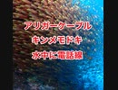 アリガ-ケーブル・水中電話線・キンメモドキ群れ