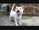 路地裏に子猫の白猫がいたので近づいてみたら茶トラ猫の集団がゾロゾロやって来ていつの間にか取り囲まれてた