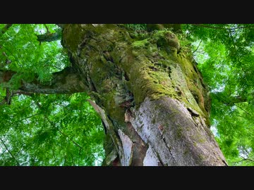 巨樹の風景　吉香公園内の「 サイカチの大木 」　（山口県岩国市横山　〜吉香公園内）