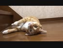 顔を逆さまにして見つめてくる猫