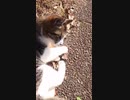 うわぁぁｗ猫神様の逆鱗に触れてしまった男の末路...#Shorts【野良猫】