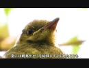 ヒヨドリの鳴き声