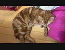 すやすや猫