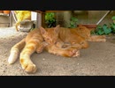 暑いので日陰で休んでいたら次々と猫がやって来て暑苦しくなった子猫
