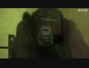 チンパンジーってアートに興味あるの？ 京都の動物園で実験