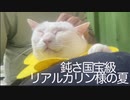 国宝級に鈍い猫型珍獣、夏の装いを提唱する