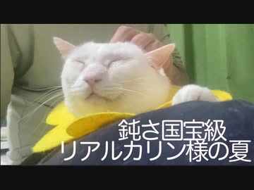 国宝級に鈍い猫型珍獣、夏の装いを提唱する