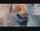 メイリオの給水