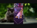 【コンパス】こうなるとしんどいマルコス