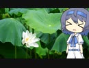 【CeVIO写真】今日も写真でのんびり雑談＿72枚目【純白の蓮】
