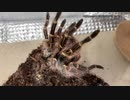 [エウレカセブンが]タランチュラ飼育日記その２５９[とてもすっき]