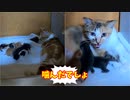叔母猫が赤ちゃんを甘噛みして母猫を怒らせてしまう【子猫 生後1日目-15】「赤ちゃんに付きっ切りは疲れるわぁ」気分転換するホームズだったが…