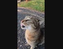この後92％の猫好きが爆笑！野良猫がアレをされてキマる顔#Shorts 【野良猫】