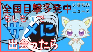 【サメと出会ってしまったら】シャークアタック！サメと遭遇したときの対処法解説！