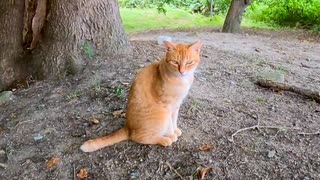 木陰に茶トラ猫がいたので頭を撫でると喜んで木に身体を擦りつけてカワイイ