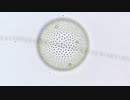 ヒシの覆う池で微生物探してみた！