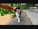 防波堤に座っていたら野良猫がトコトコ歩いて寄ってきた
