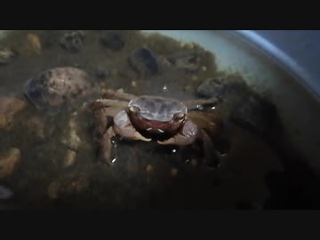 妙に礼儀正しいクロベンケイガニ