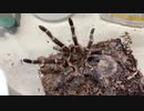 [どちゃくそつかれた]タランチュラ飼育日記その２６０[つかれの鬼]