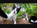 カメラをチョイチョイ触ろうとする子猫が可愛過ぎる