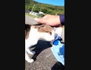 この後、ワラワラ現れる野良猫が男を包囲！#Shorts 【野良猫】