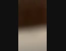 歌い手になりたい中三がカラオケのテクノボイスではしゃいだ動画