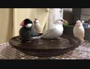 涼しげなはずが熱いバトルへ