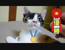 猫草チャレンジで優勝する猫『二度ダウンしたが…』