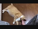 足の指がすきな猫