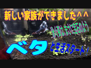 新しい家族ができました「ベタ」と生活スタート！