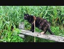 2021/07/28放送【117日目 北海道 厚岸郡 早朝あずにゃんぽ（猫散歩）】北海道全市町村制覇するまで帰れまてん！　猫と車中泊の旅　日本縦断【旅猫あずき～保護猫から旅猫へ～】