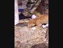 ネズミに噛みつかれるネコ　その２