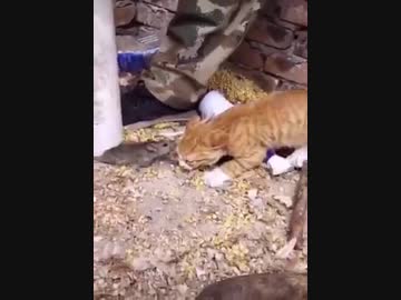 ネズミに噛みつかれるネコ　その２