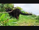 2021/07/26放送【115日目 北海道 厚岸郡 早朝あずにゃんぽ（猫散歩）】北海道全市町村制覇するまで帰れまてん！　猫と車中泊の旅　日本縦断【旅猫あずき～保護猫から旅猫へ～】