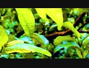 Overgrown Green