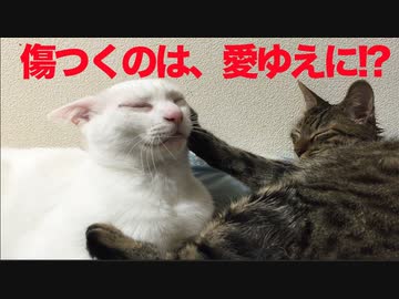 ウチューネコ義兄弟、職人芸の回転受け身を披露する