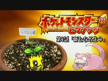 【実況】ヒマナッツが瀕死になったら「現実でひまわりを育てる」縛り（Part④）