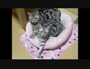 この度は大変お騒がせしました！