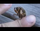 その辺の生き物(夏)