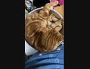 下に猫タライ　エアコン音強