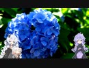 【VOICEROID車載】Versysで雑多なツーリング.Part30「梅雨のお花見」
