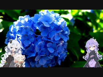 【VOICEROID車載】Versysで雑多なツーリング.Part30「梅雨のお花見」